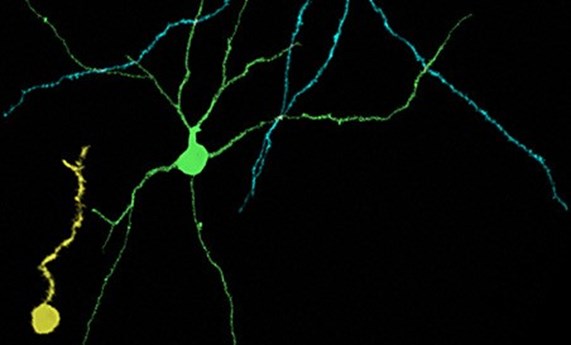 Un estudio desvela una nueva forma de plasticidad neuronal