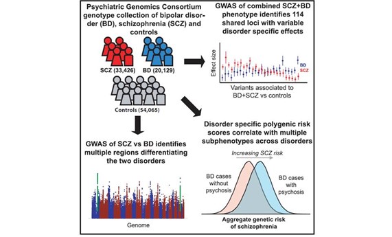Descubren regiones génicas involucradas en las similitudes y diferencias entre el trastorno bipolar y la esquizofrenia
