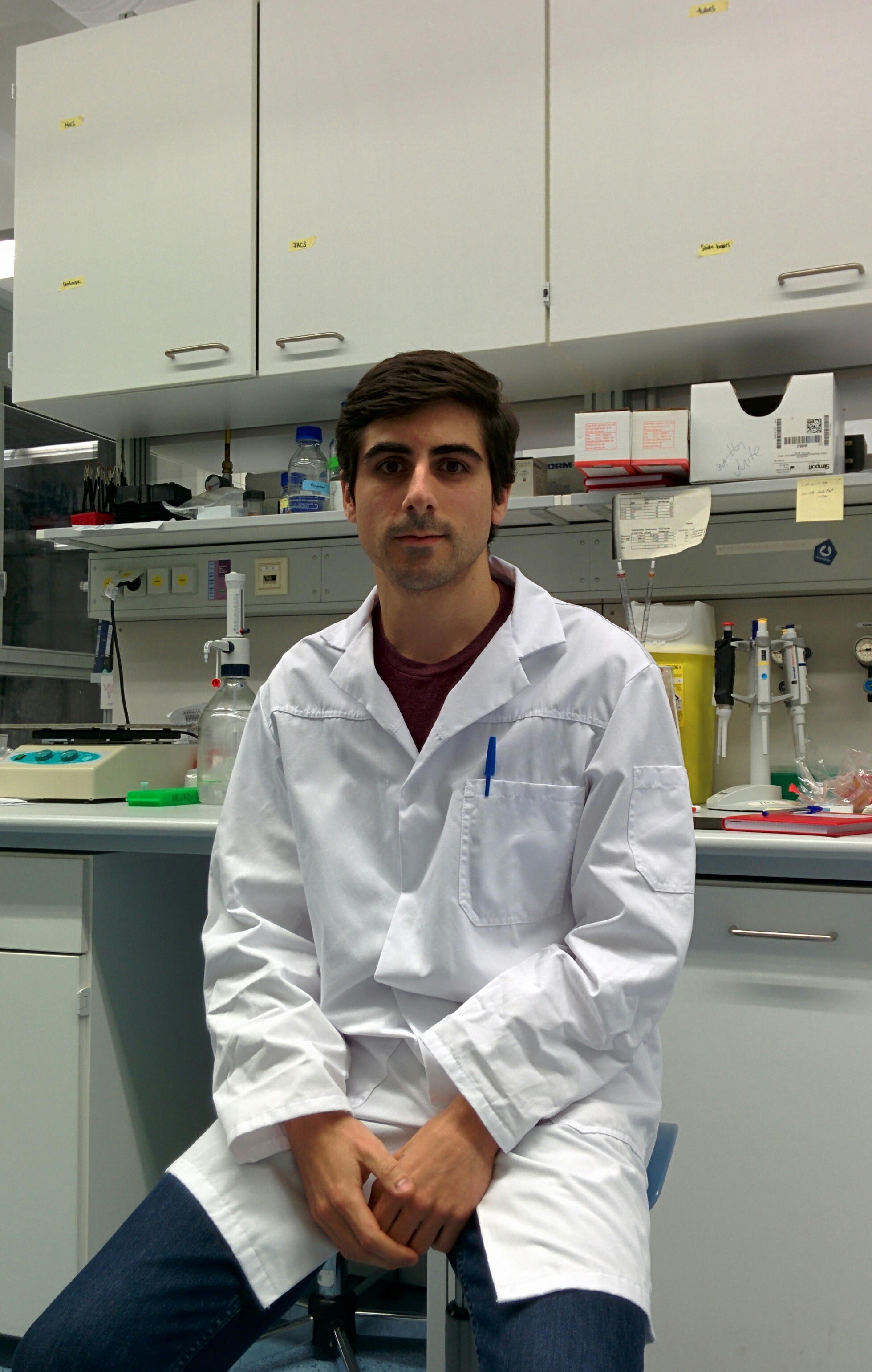 Demuestran por vez primera el mecanismo de una hormona sexual femenina en la activación de la grasa parda