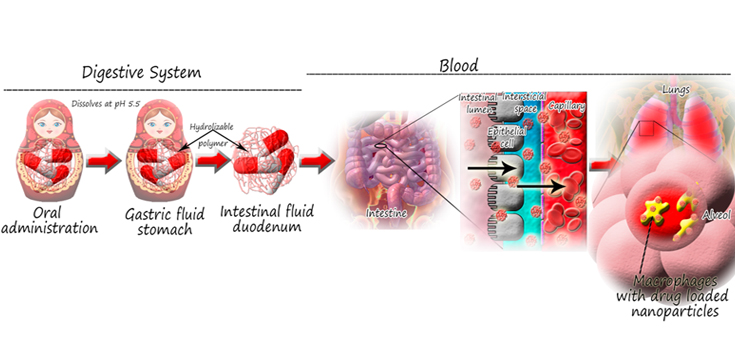 ‘Matrioskas’ de nanopartículas, una nueva aproximación terapéutica contra la tuberculosis