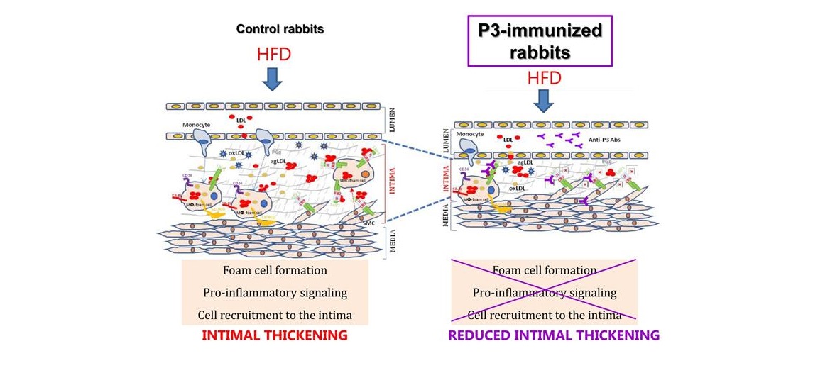 Una estrategia de inmunización con un péptido del dominio del receptor LRP1 logra reducir la aterosclerosis en conejos