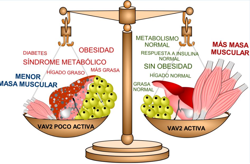 Identificada una nueva ruta biológica que determina la cantidad de músculo que podemos desarrollar