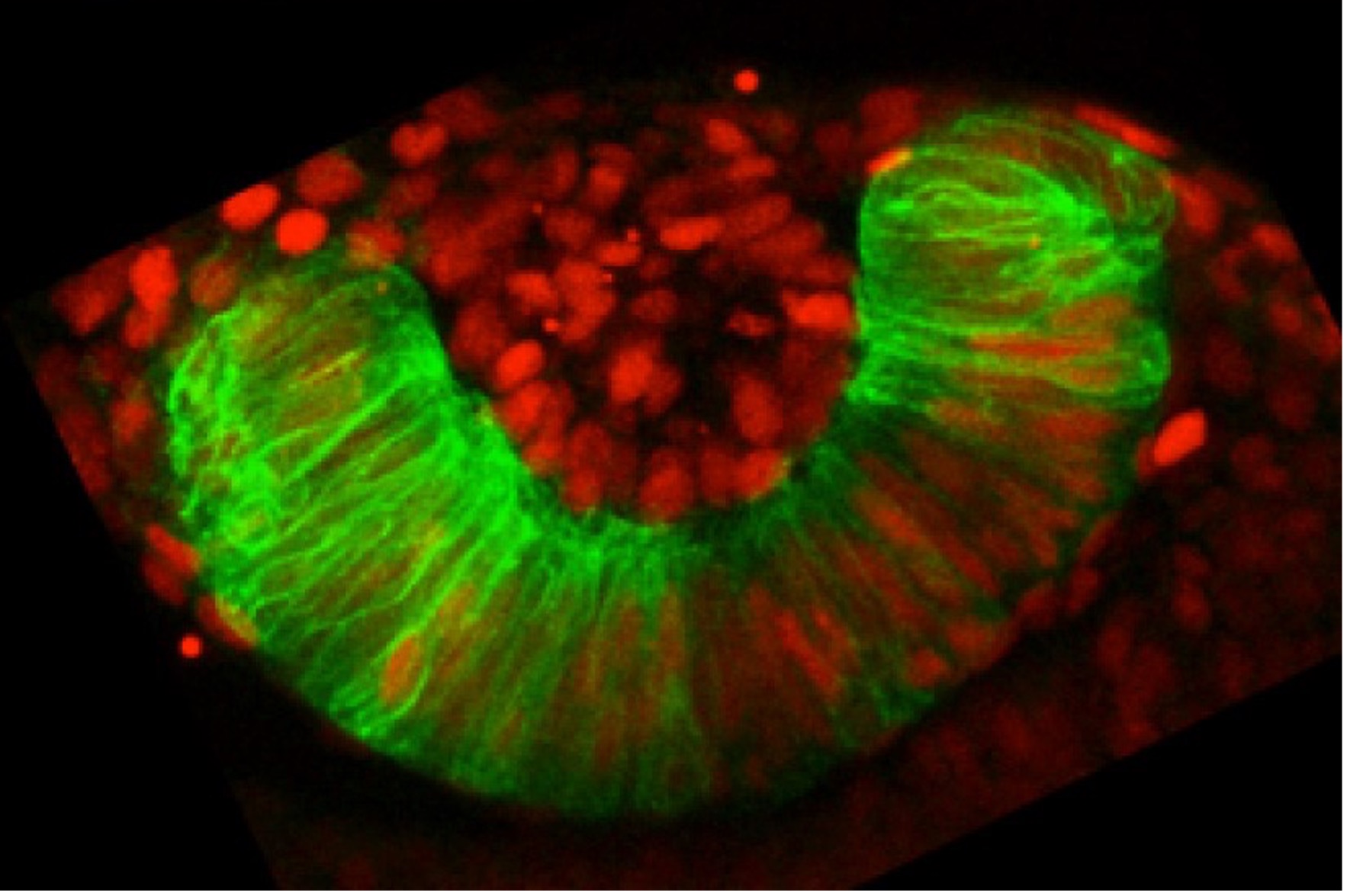 Identifican las instrucciones genéticas clave para la construcción del esbozo ocular