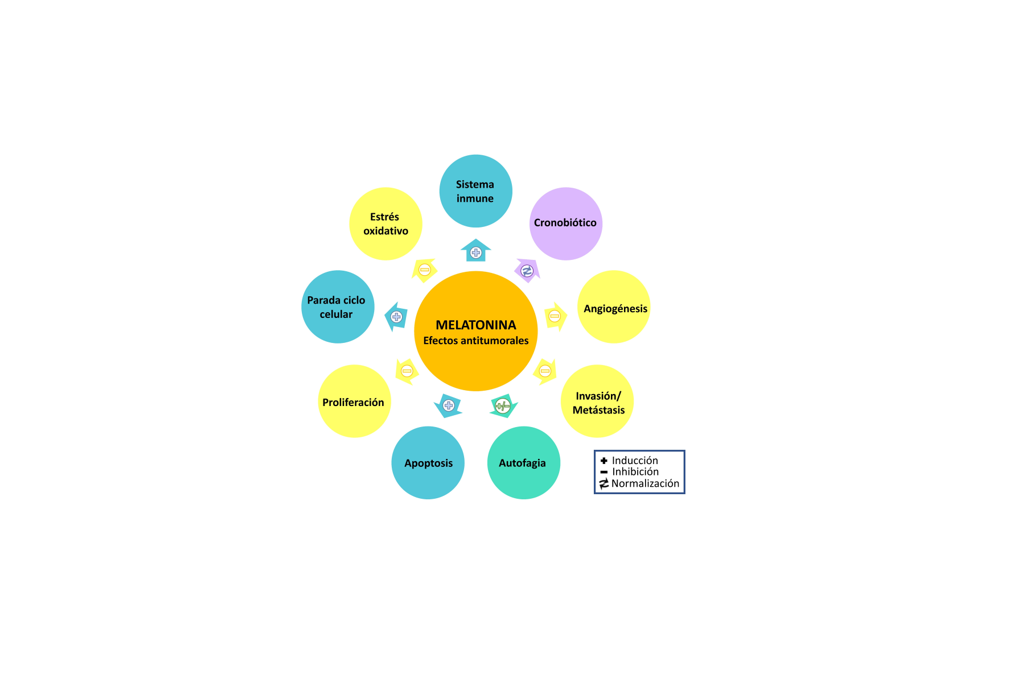 Demuestran el potencial interés de la melatonina en el tratamiento de tumores hepáticos