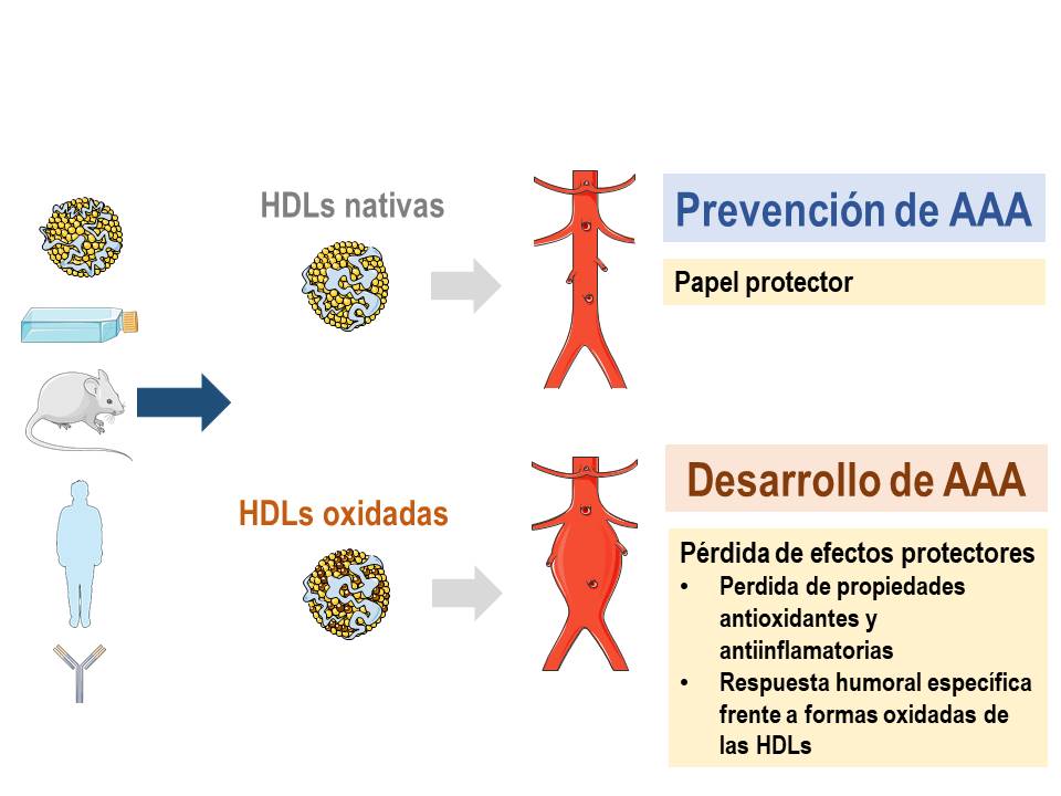 La oxidación de las lipoproteínas que transportan el colesterol ‘bueno’ genera una respuesta inmunitaria en el aneurisma aórtico abdominal