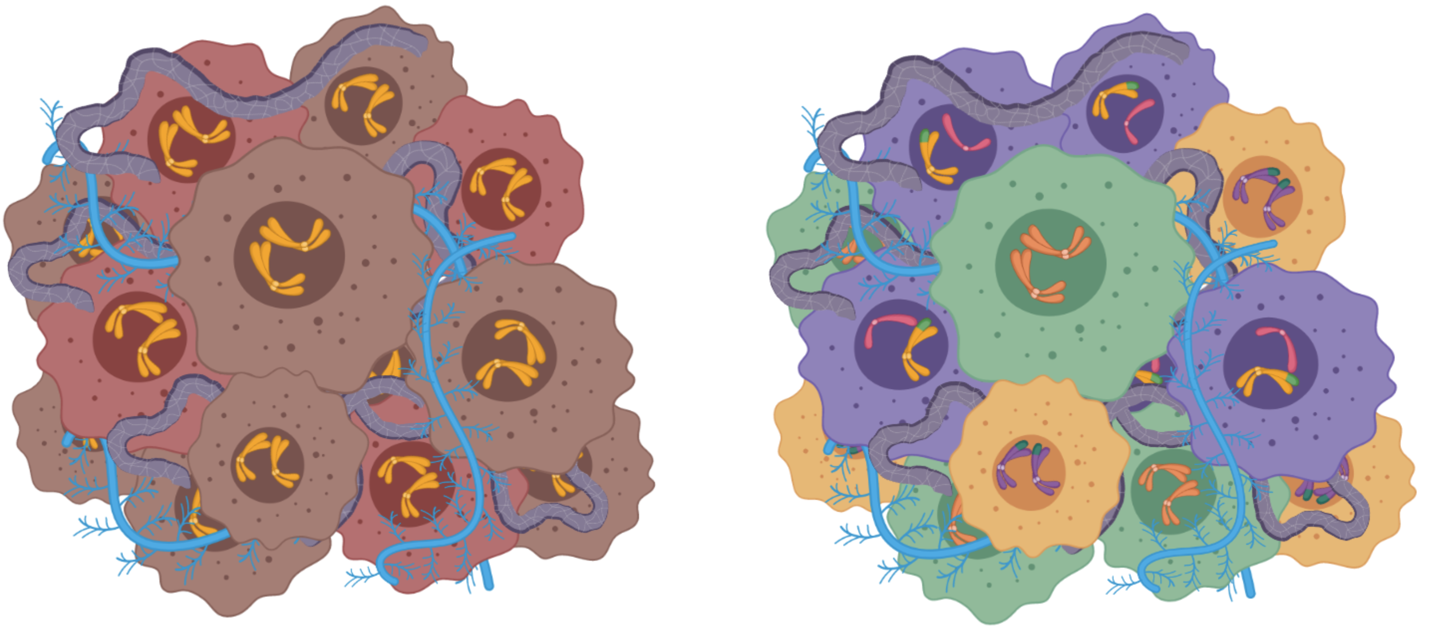 Analizan la relación entre la heterogeneidad genética intratumoral y la agresividad del neuroblastoma