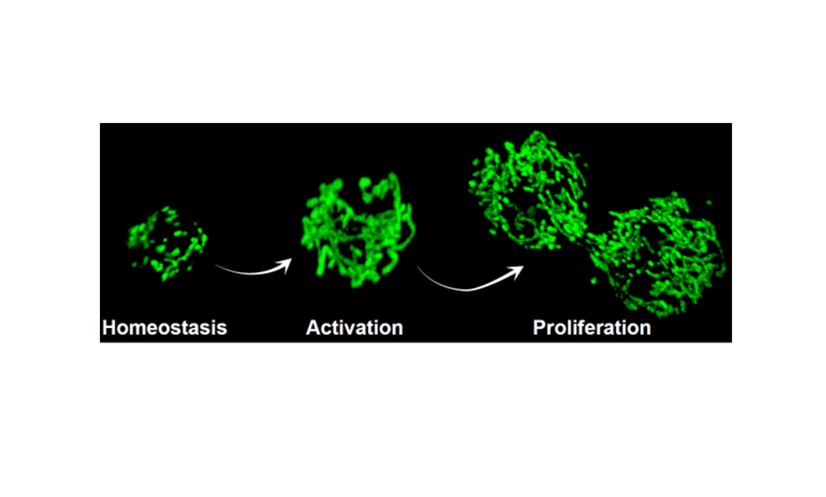 Identifican un mecanismo que mantiene la función mitocondrial en las células madre musculares y que puede estimularse en la vejez