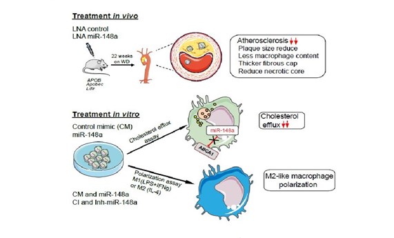 La inhibición de miR-148a disminuye la progresión de la arteriosclerosis