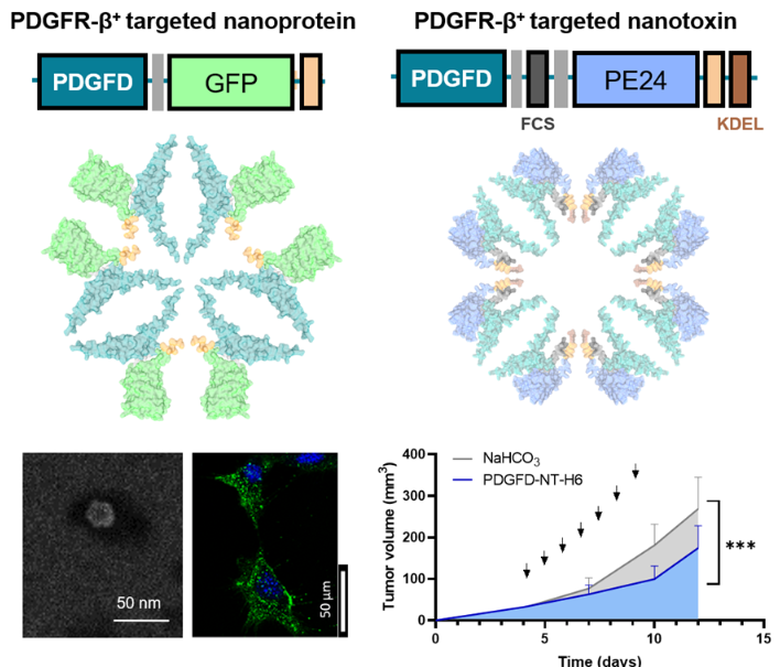 Nanopartículas proteicas con un nuevo ligando reconocen y destruyen selectivamente fibroblastos asociados a tumor