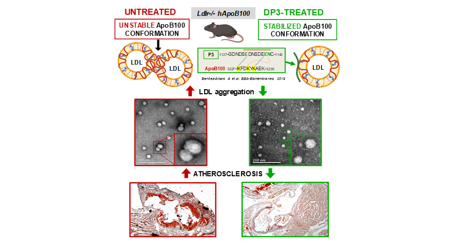 Desarrollan péptidos que evitan la agregación del colesterol LDL y la formación de placas ateroscleróticas en las arterias