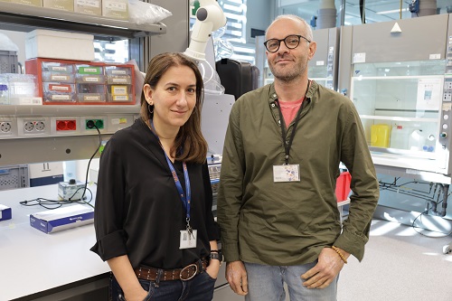 Diseñan una herramienta para predecir el riesgo de ictus isquémico a partir de las grasas en sangre