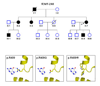 Asocian el gen EGR2 con la enfermedad de Charcot-Marie-Tooth axonal