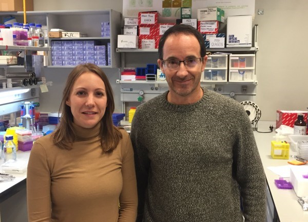 Demuestran que el Aceite de Oliva Virgen Extra puede revertir el daño hepático causado por una dieta alta en grasas